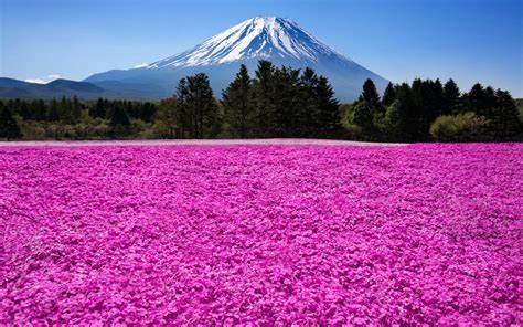 Download Summit Japan Volcano Cherry Blossom Cherry Tree Spring Sakura