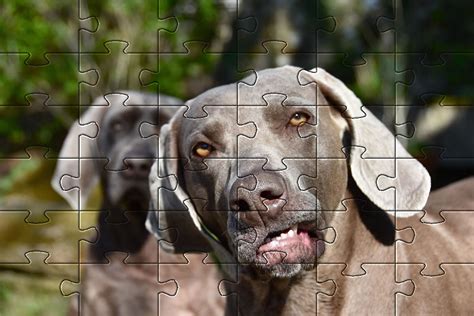 Jigsaw Puzzle Game - Dog Jigsaw, Pet Friendly