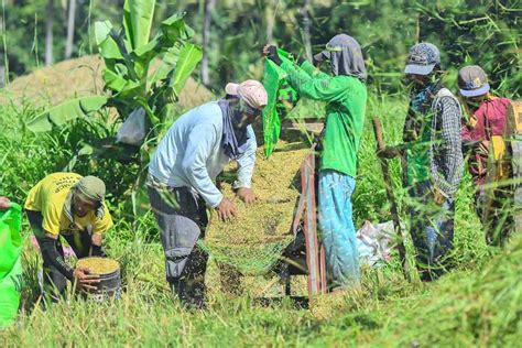 Da Unable To Buy Palay From Local Farmers Due To Budget Constraints