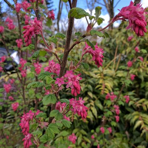 Ribes Sanguineum King Edward Vii Flowering Currant King Edward Vii