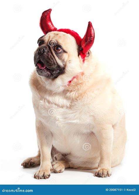 Devil Dog Stock Image Image Of Devil Cute People Adorable 20087151