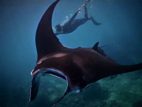 Tui Tai Expeditions Fijicruise Profile Pinterest