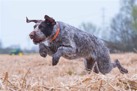 About Our Orange Dog Collars | Blog | Oscar & Hooch