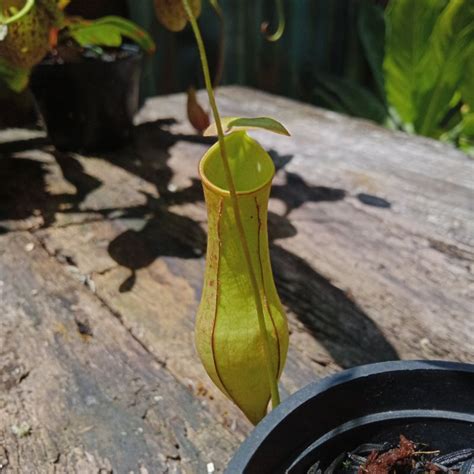 Jual Tanaman Karnivora Nepenthes Kantong Semar Gracilis Baca Deskripsi