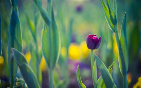 Spring Leaves Flower Tulip Purple wallpaper | 1680x1050 | #23550