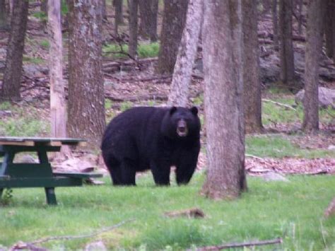 Promised Land State Park Cabins / 1000+ images about Promised Land ...