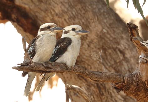 Laughing Kookaburra | Australian native birds, Australia animals ...