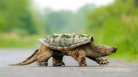 How Long Is A Snapping Turtle Neck Turtle Caring