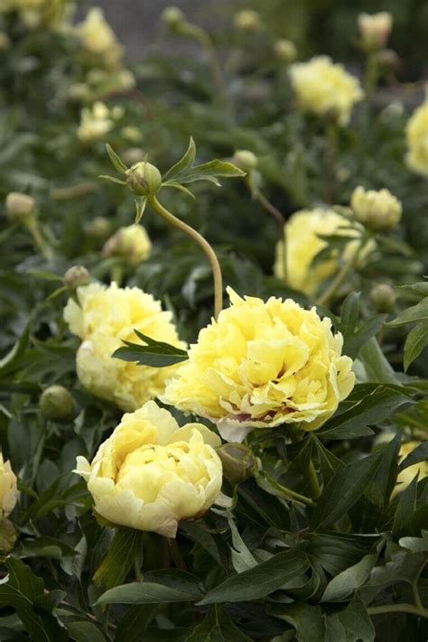 Duchesse De Lorraine Itoh Peony K K Gardens