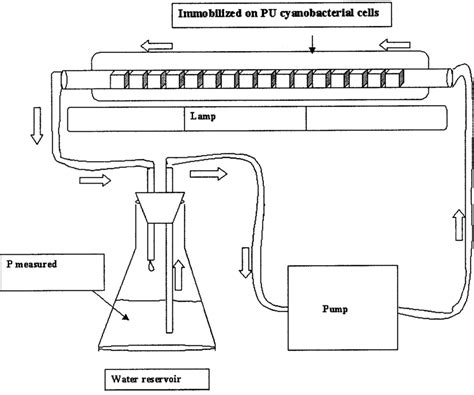 Schematic Diagram Of The Photobioreactor With Pu Foam Immobilized Download Scientific Diagram