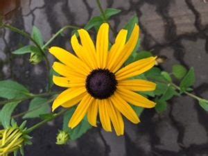 Black Eyed Susan Rudbeckia Kiwi Nurseries Ltd