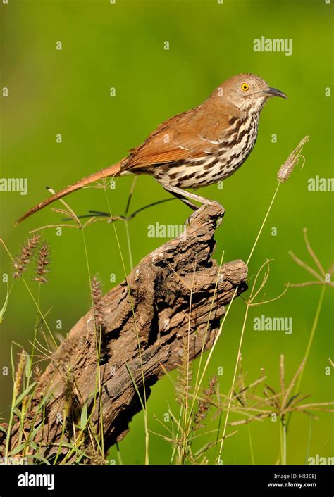 Long Billed Thrasher Toxostoma Longirostre Texas Stock Photo Alamy