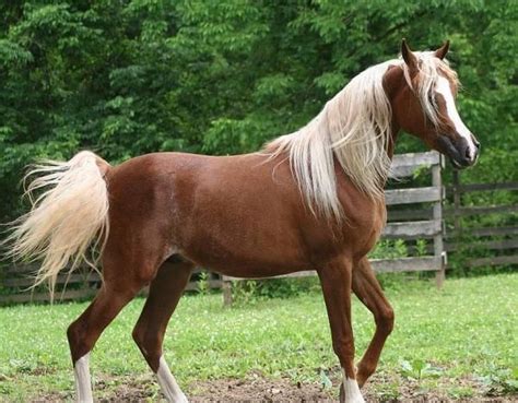 Horses Beautiful Arabian Horses Palomino Horse