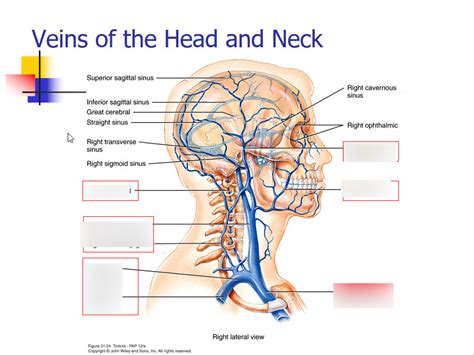 Veins Of The Head And Neck Diagram Quizlet