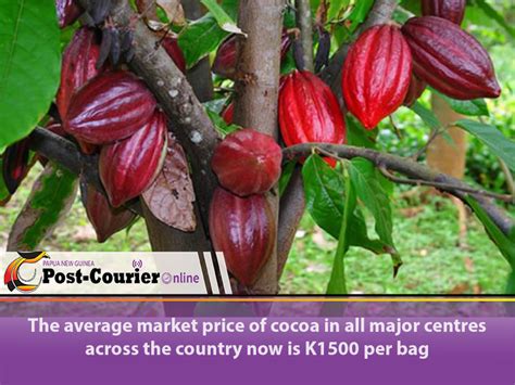 Cocoa prices expected to remain high all year - Post Courier