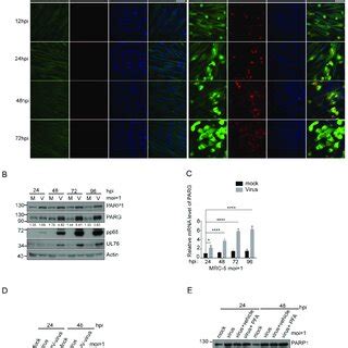 PARG Is Continuously Upregulated Over The Course Of HCMV Infection A