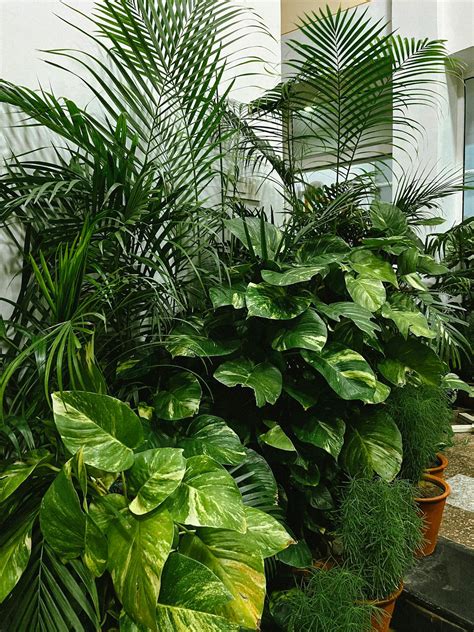 indoor tropical plants arrangement  stock photo