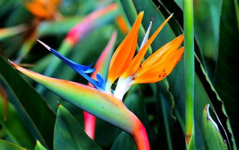 How To Grow Bird Of Paradise From Seeds Slick Garden