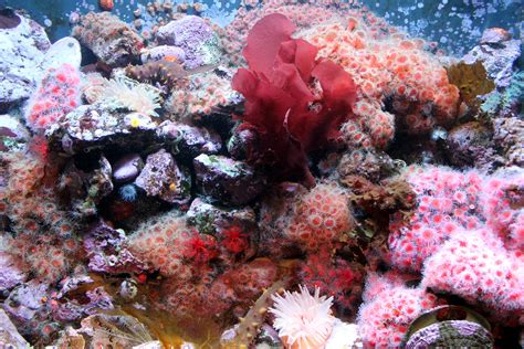 Coral Reef Free Stock Photo - Public Domain Pictures