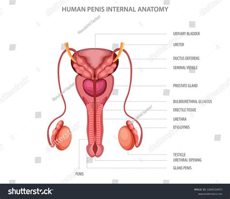 Male Reproductive System Main Parts Labeled Stock Vector Royalty Free