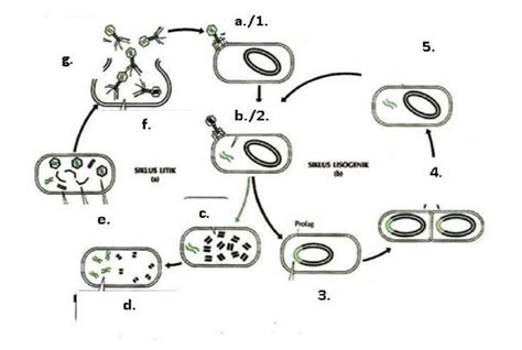 Perhatikan Gambar Siklus Hidup Virus Berikut Ini Dan Berilah