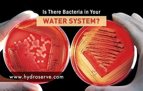 Is There Bacteria in Your Water System? | HydroServe Technologies Inc.