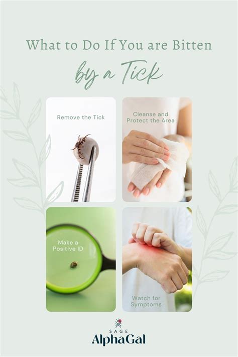 Tick Bite Treatment: A Step-by-Step Care Guide