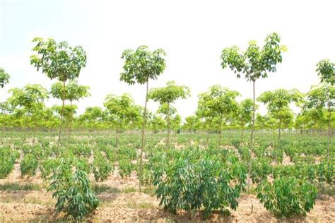 What Is Agroforestry And Its Benefits Agroforestry Land Management