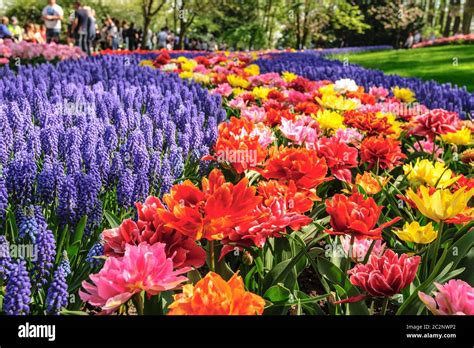 Tulip fields in Netherlands Stock Photo - Alamy