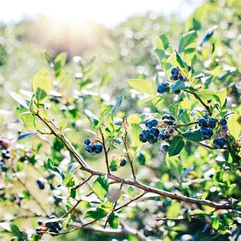 Bio Wilde Heidelbeeren Gefriergetrocknet Rohkost Pulver Sunday Natural