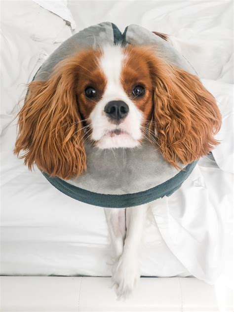 What to Expect When Neutering Your Dog - Henry The Smol