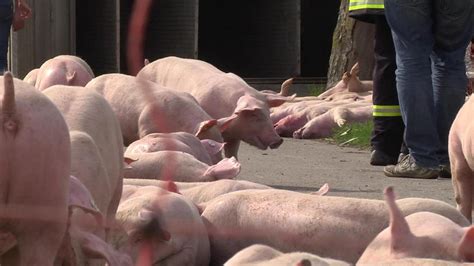 Schweine Laster Aus Hamm In Kalkar Umgekippt Fotos