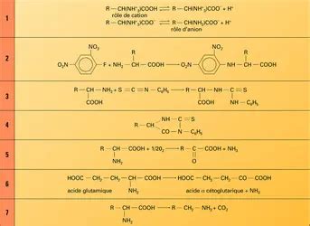 AMINOACIDES ou ACIDES AMINÉS Propriétés physico chimiques des acides