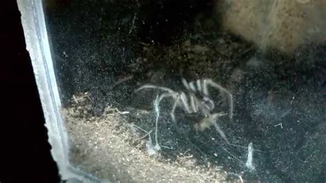 Tegenaria Domestica Feeding YouTube