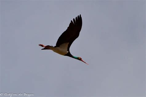 Black Stork – birding101.co.za