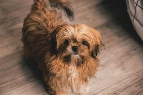 Shih Tzu White