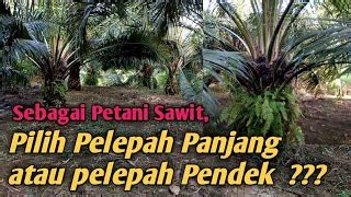 Jarak Tanaman Sawit Pelepah Pendek Jarak Tanam Kelapa Sawit Kunci