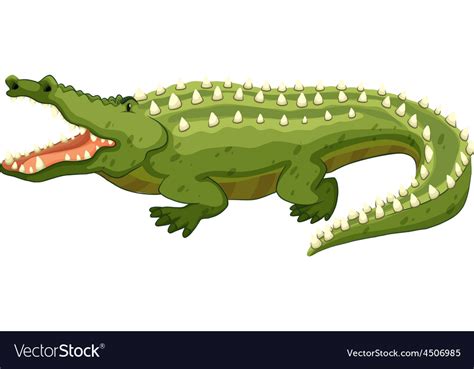 Crocodile Royalty Free Vector Image - VectorStock