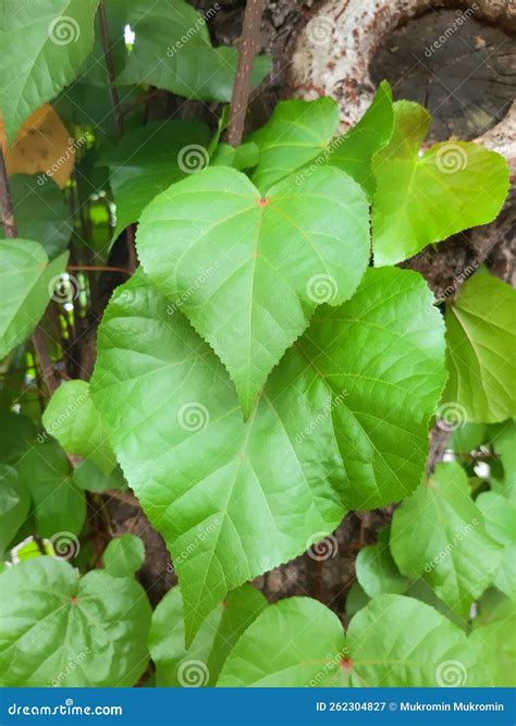 Hojas En Forma De Coraz N Verde En Un Rbol Del Tr Pico Imagen De