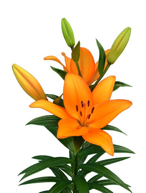 lilium sunny view seeds buy seeds bulbs fertilizers garden