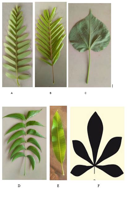 Résumé Leçon e SVT 6ème LES FEUILLES LES DIFFÉRENTS TYPES DE