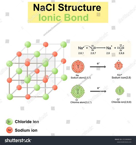 Structure Sodium Chloride Saltnacl Modelvector Illustrationchemistry ...