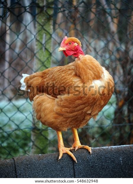 Poultry Naked Neck Pullet Hen Stock Photo 548632948 Shutterstock