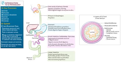 USMLE COMLEX Step 1 Introduction To Gastrointestinal Physiology