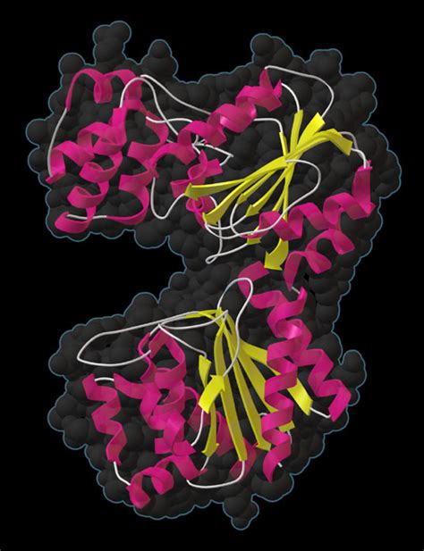 Pdb 101 Learn Structural Biology Highlights Glycerate Kinase