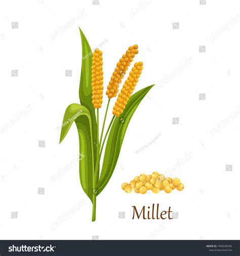 Millet Grass Cereal Crops Or Grains Agricultural Plant Vector