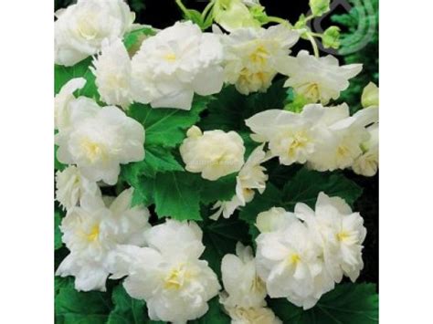 Бегония мултифлора бяла Begonia multiflora maxima white 1бр