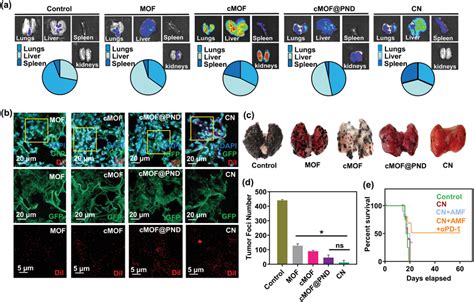 A In Vivo Ivis Organ Biodistribution Images Of Control Mof Cmof