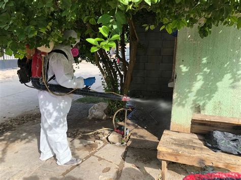 Intensifican fumigación ante aumento de insectos en Torreón