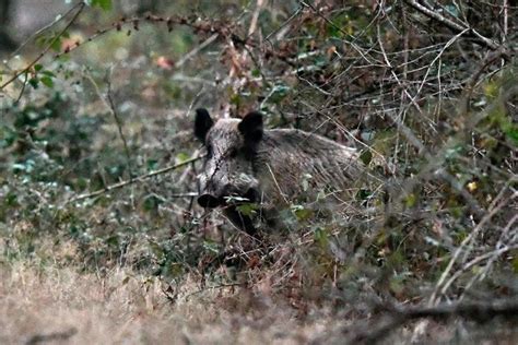 Comment La Chasse Au Sanglier En Mode Industriel A Transformé La